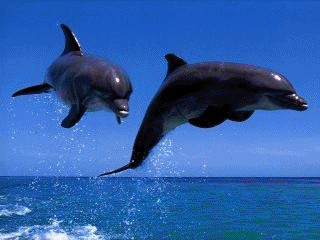 hravé delfíniky